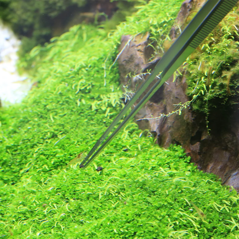 VIV ADA คุณภาพสแตนเลส Aquatic  - Planted Aquarium Ada บทวิจารณ์และราคา