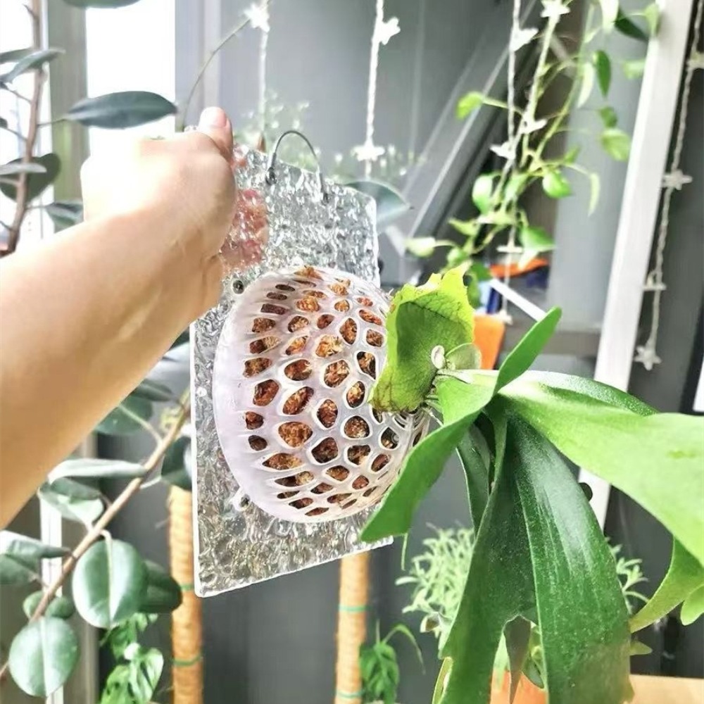 ฝาครอบป้องกันดินสำหรับพืชแบบโป - Tissue Culture Plant บทวิจารณ์และราคา