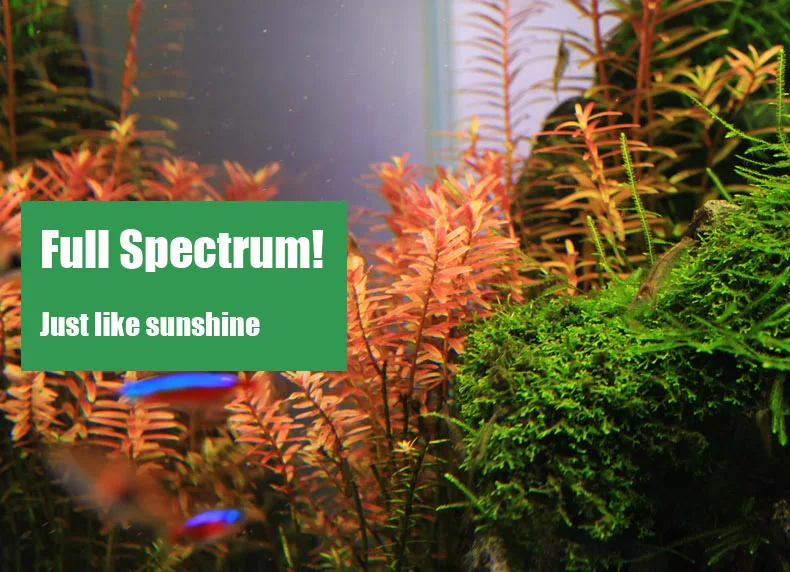 Chihiros C Series ADA สไตล์พืช - Planted Aquarium Equipment บทวิจารณ์และราคา