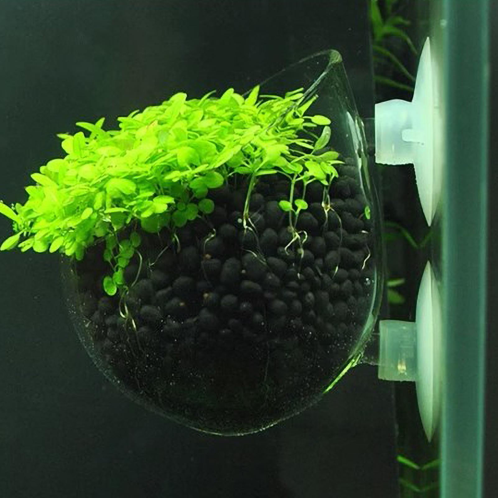 กระถางแก้วสำหรับปลูกต้นไม้ในตู - Aquarium Plant Dip บทวิจารณ์และราคา