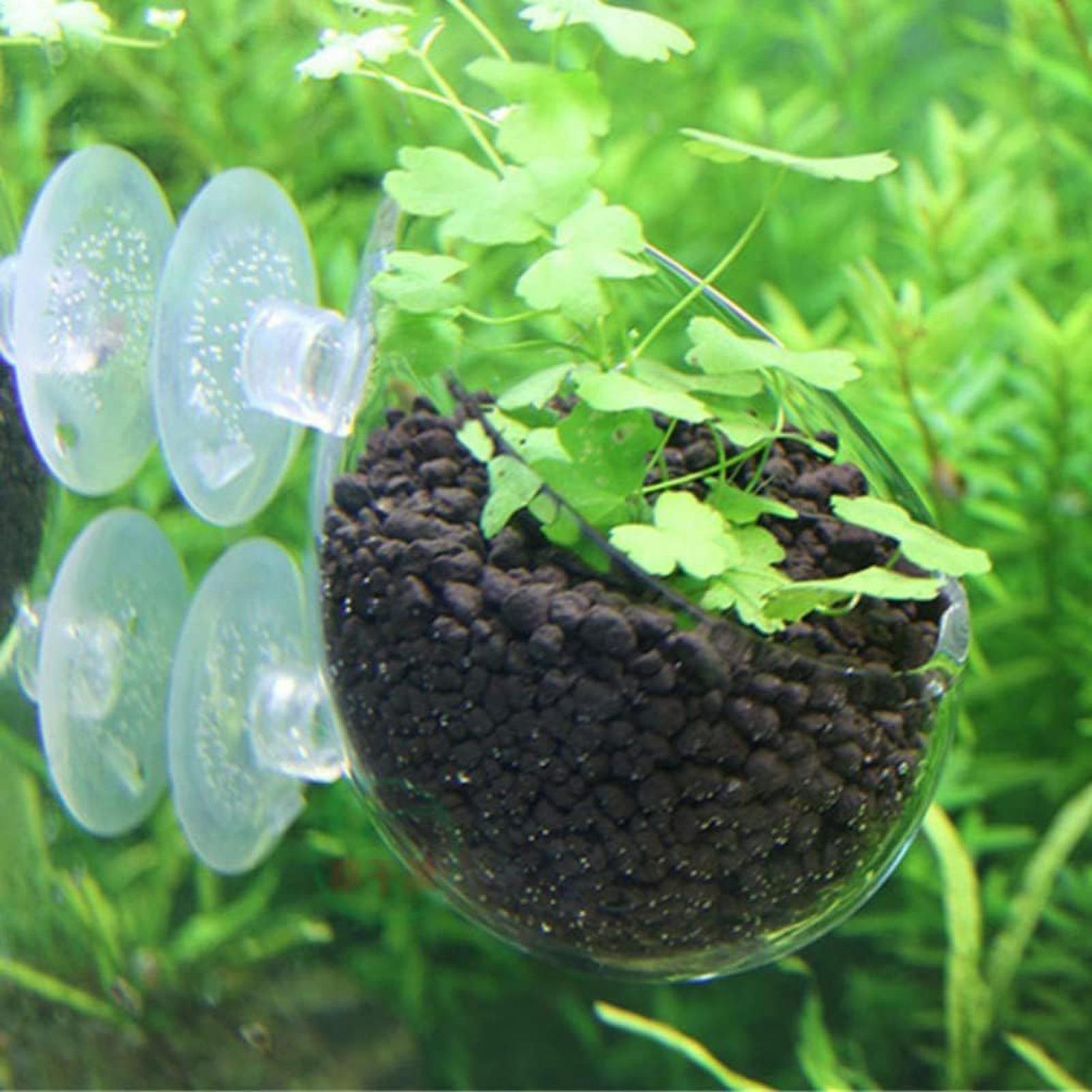 กระถางแก้วสำหรับปลูกต้นไม้ในตู - Aquarium Plant Dip บทวิจารณ์และราคา