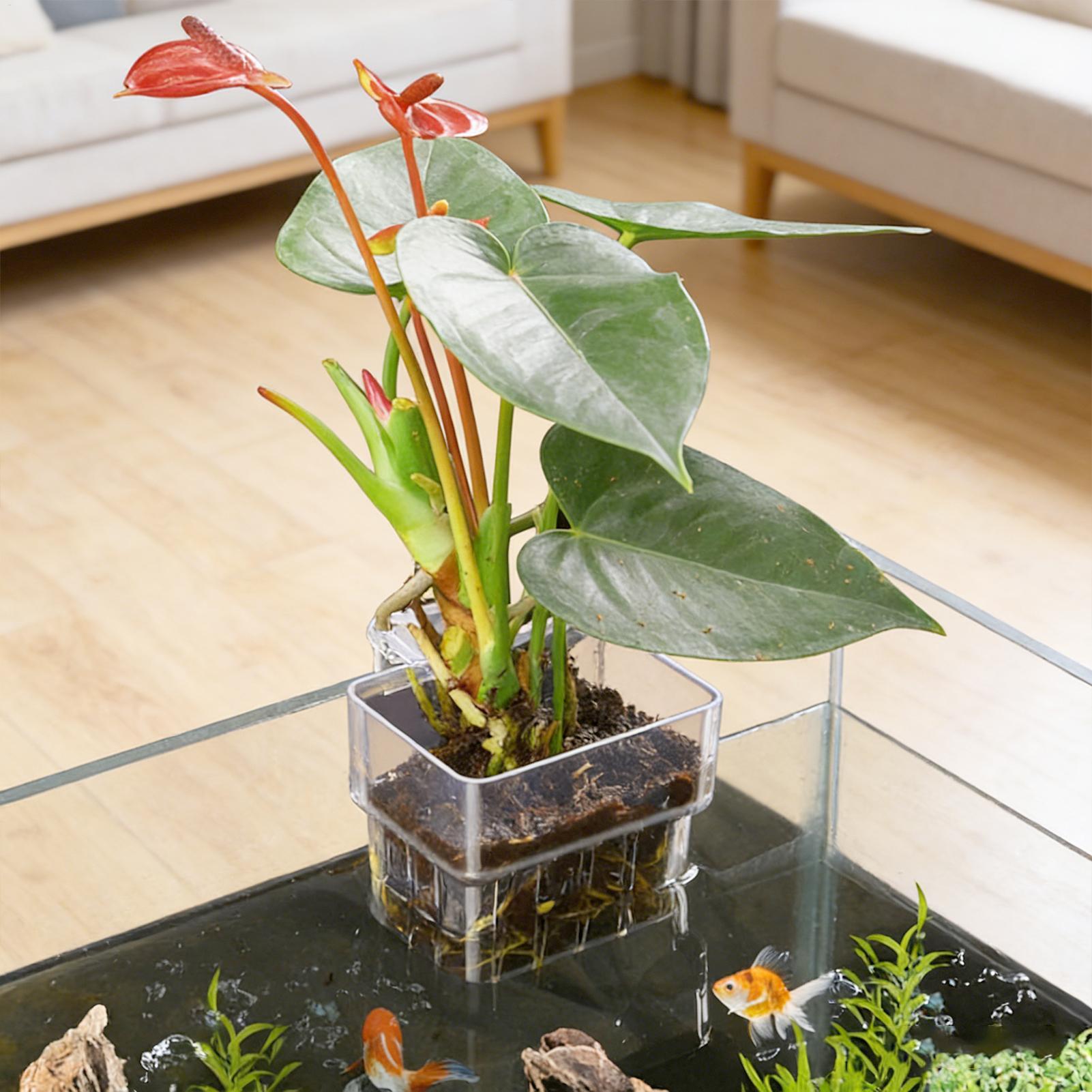 กระถางใสสำหรับแขวนปลูกพืชน้ำใน - Planted Aquarium Kit บทวิจารณ์และราคา