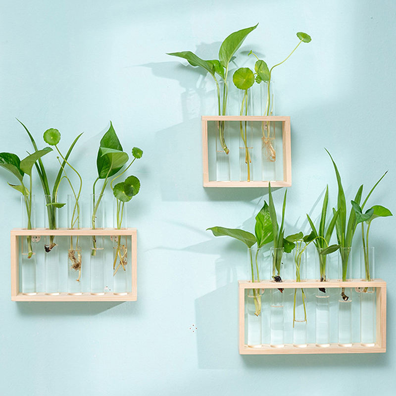 พืช Hydroponic คอนเทนเนอร์กรอบ - Tissue Culture Plant บทวิจารณ์และราคา